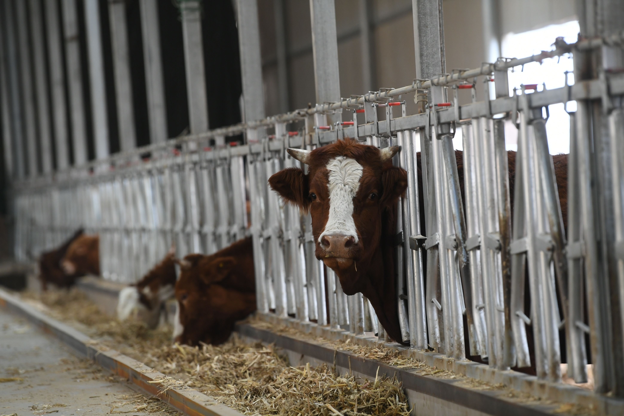 合作社养殖区内的牛犊,正在悠闲地吃着草料.新京报记者 王颖 摄