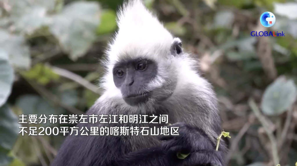 广西:生态保护显成效 濒危白头叶猴种群数量40年翻两番
