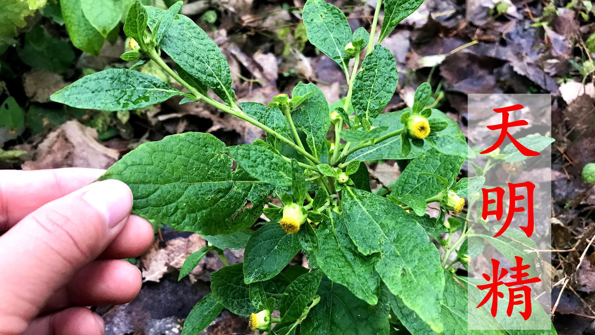 农村这种野草,人称毒蛇克星,是杀蛔虫厉害的植物,对牙痛有作用|天名精