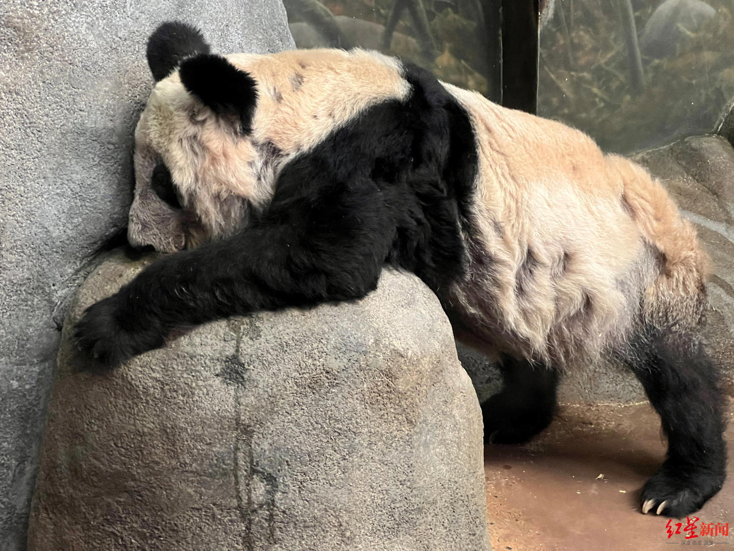 网友呼吁接旅美大熊猫丫丫返乡 日本上野动物园分享经验：健康饲养是根本性条件
