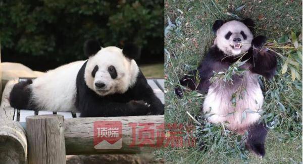 旅美大熊猫丫丫现身纽约时代广场大屏幕，祝早日回到祖国怀抱！休闲区蓝鸢梦想 - Www.slyday.coM