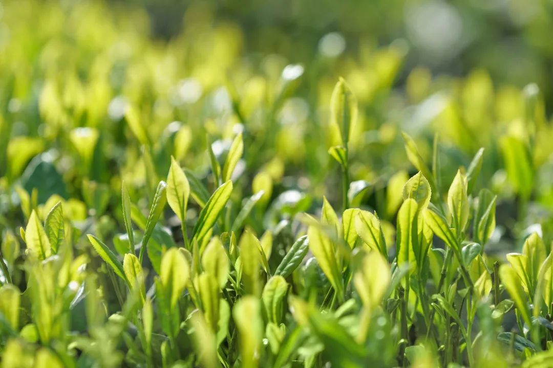 茶叶新芽&nbsp;图源视觉中国