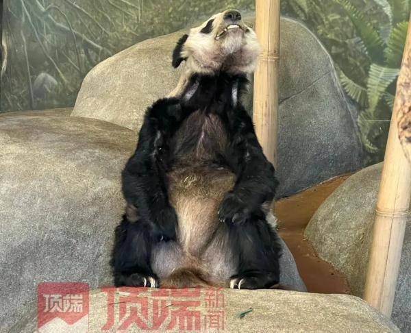 旅美大熊猫丫丫现身纽约时代广场大屏幕，祝早日回到祖国怀抱！休闲区蓝鸢梦想 - Www.slyday.coM