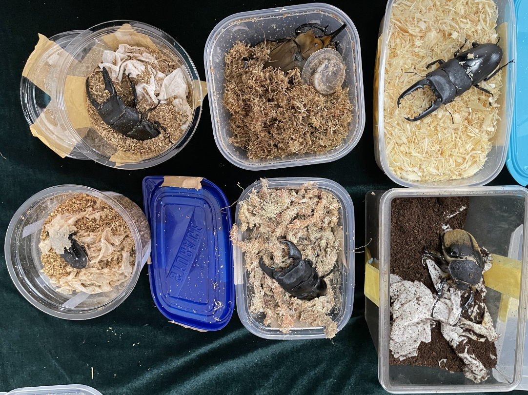 北京邮局海关查获的6只异宠活体甲虫.于立涛 摄