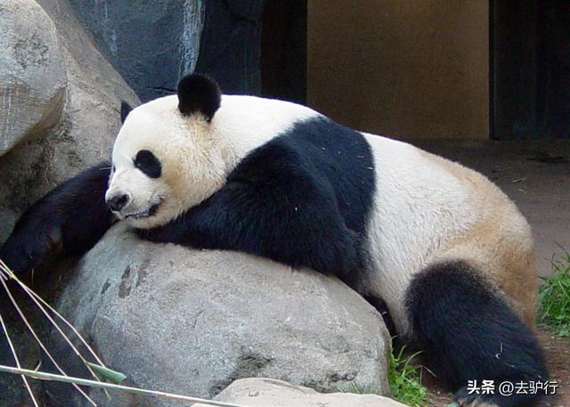 大熊猫丫丫旅美异常，网友心疼愤怒，难怪我们要设置“霸道”租赁