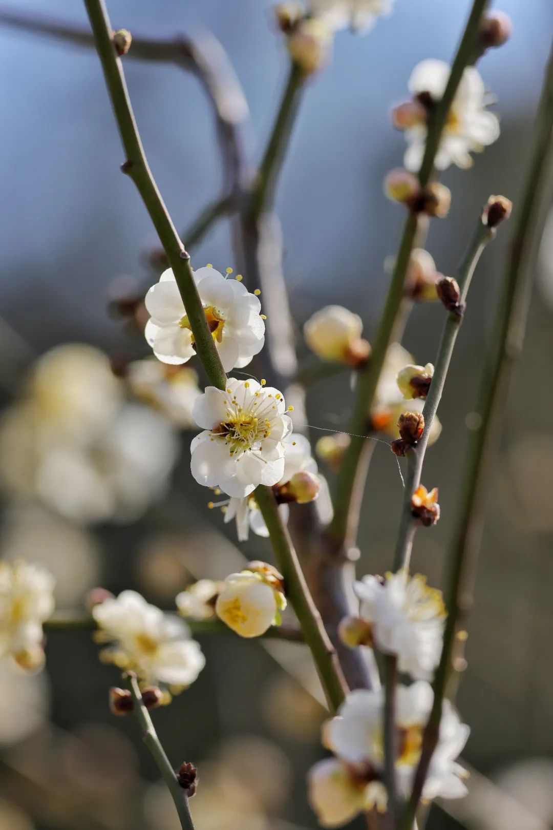 第一支梅花含笑迎春,明城墙遗址公园最佳赏梅期将至|北京市_新浪财经