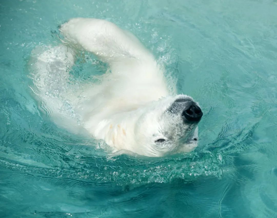 游泳时的北极熊.图库版权图片,不授权转载