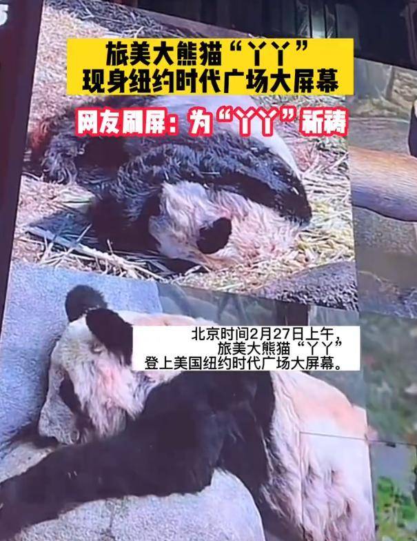 旅美大熊猫丫丫现身纽约时代广场大屏幕，祝早日回到祖国怀抱！