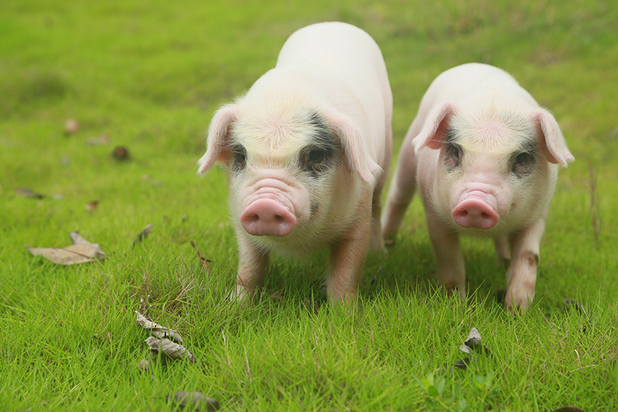 近些年,荣昌区打响了荣昌猪保卫战,大力促进品种,品质,品牌协同发展
