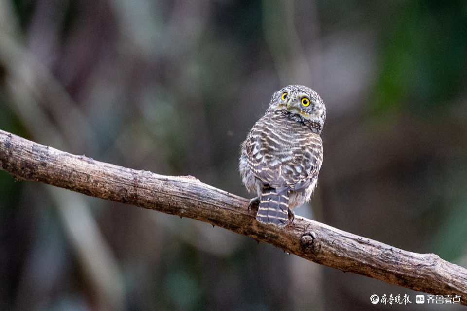 萌萌哒中国最小的猫头鹰领鸺鹠