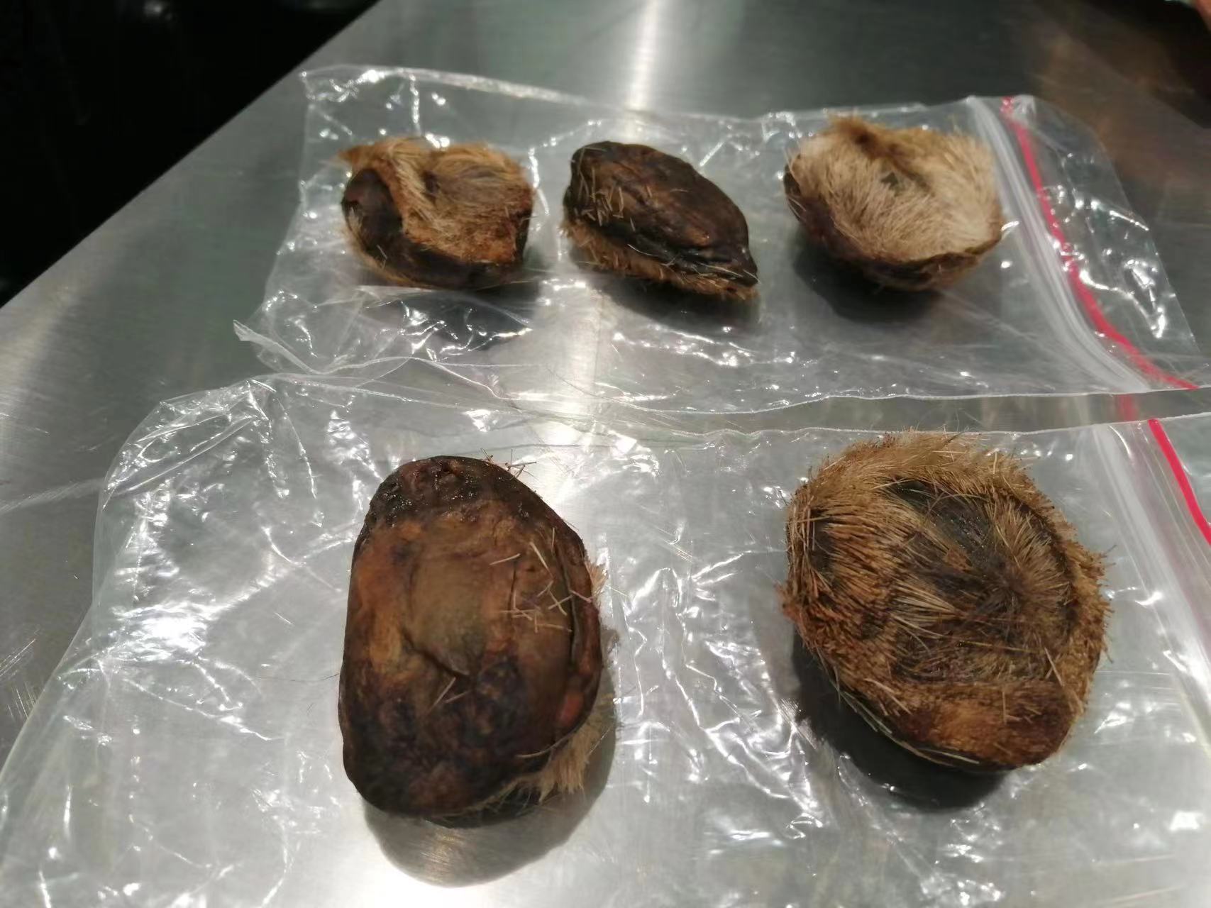 北京大兴国际机场海关查获的旅客未申报携带进境麝香(拍摄者:罗昊)