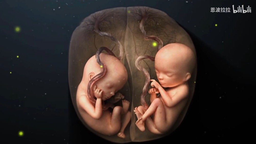 超酷医学视频2分钟带你认识双胞胎形成过程并不简单67