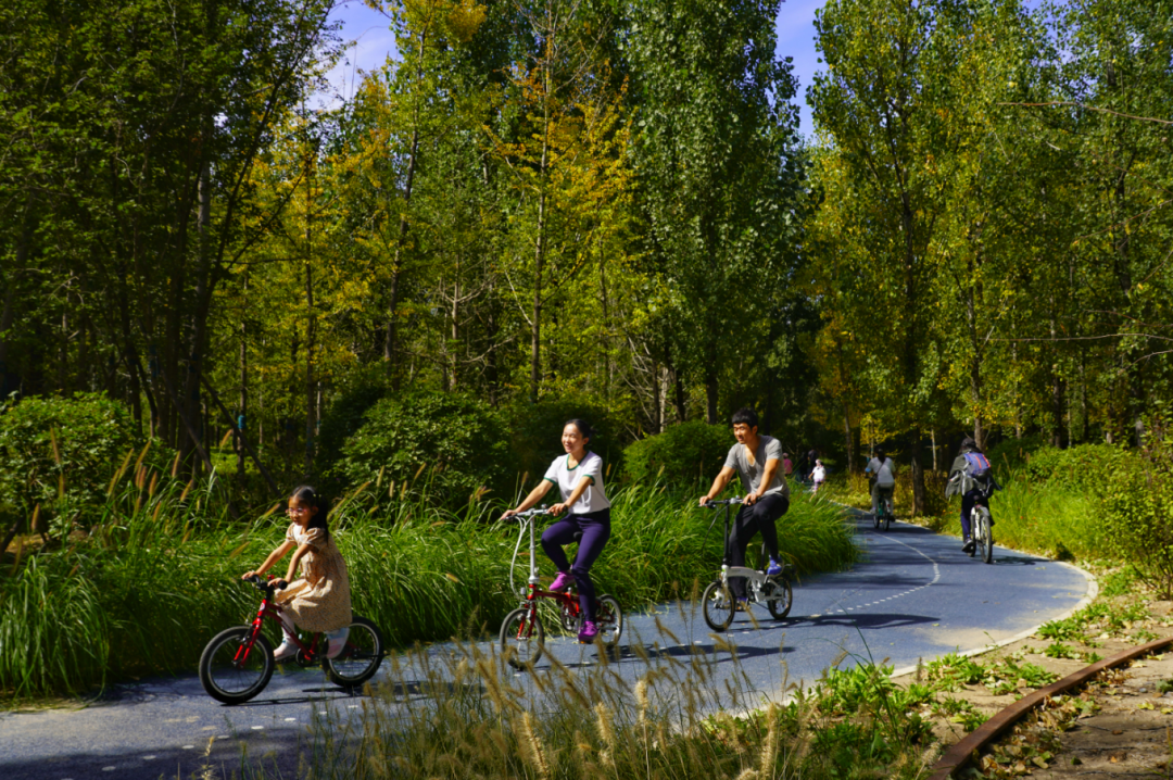 北京东小口森林公园,市民在42公里骑行道上骑行.新京报记者 王飞 摄
