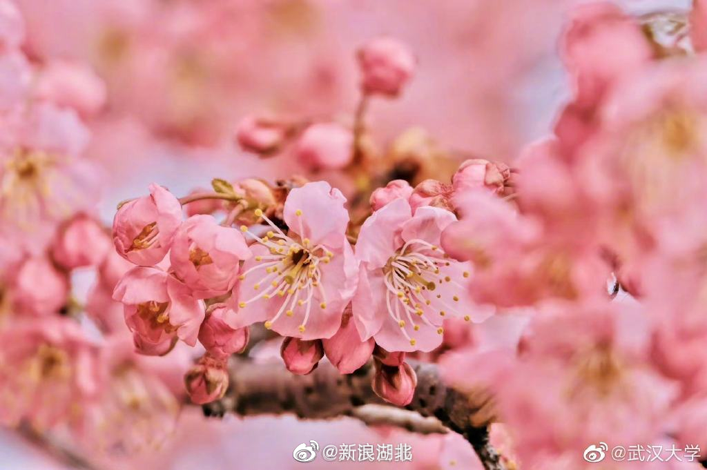 武大樱花特写|武汉市|武汉大学|湖北省|珞珈山|春光_新浪新闻