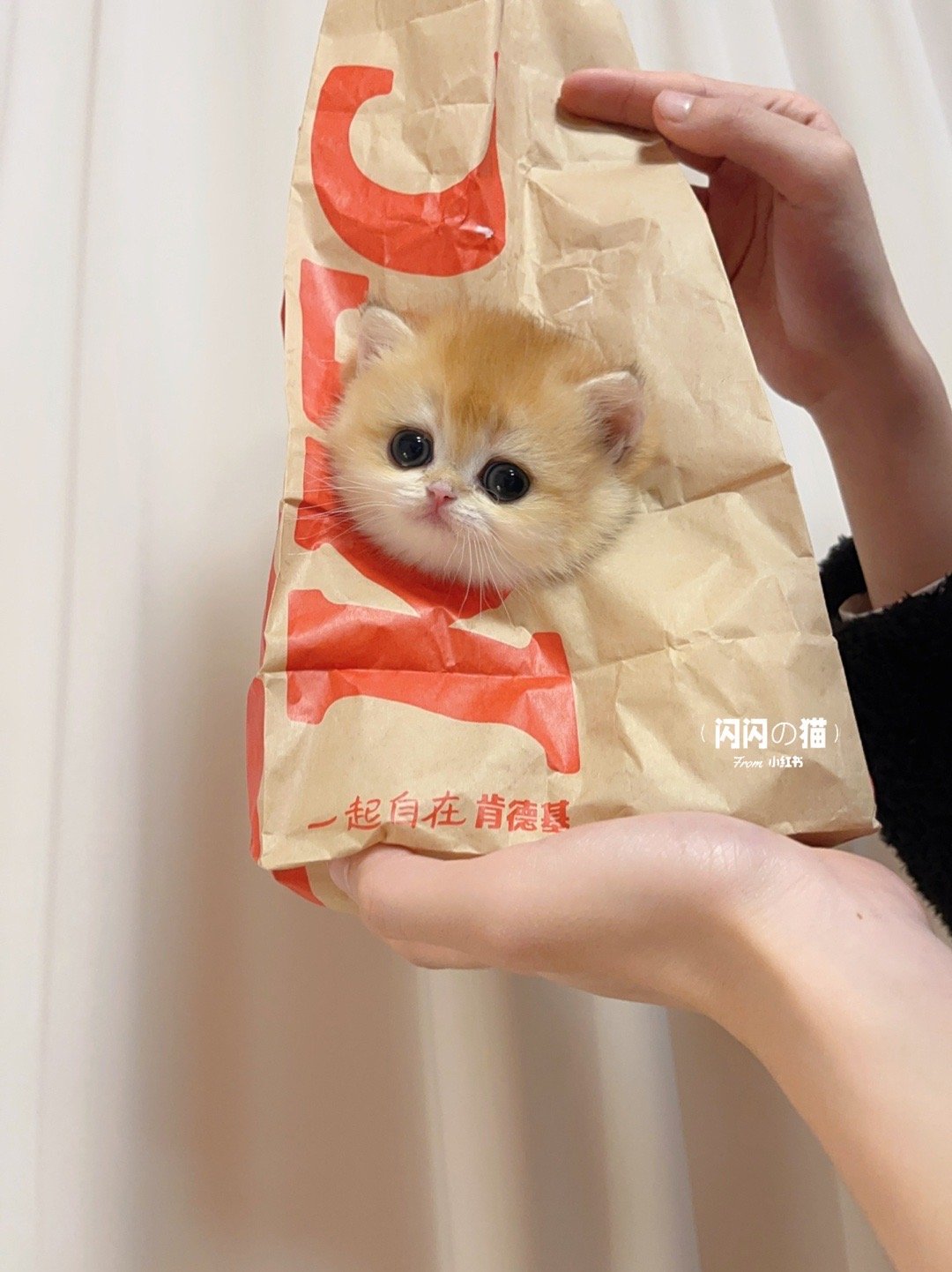 叮咚,你的肯德基“疯狂星期五猫猫套餐”送达,快开门啊|猫_新浪新闻