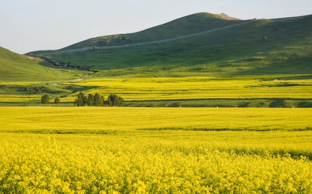 春天是生机盎然的季节,而春季最具代表的景象之一……|油菜花海|油菜