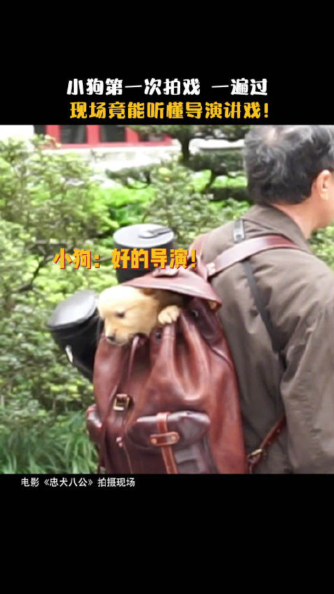 《忠犬八公》释出一则小狗八筒幕后拍摄花絮……|狗|忠犬八公|中华田园犬_新浪新闻