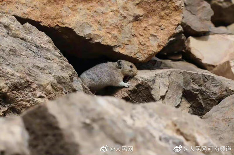 可可爱爱！贺兰山时隔6年再现鼠兔|贺兰山|宁夏_新浪新闻