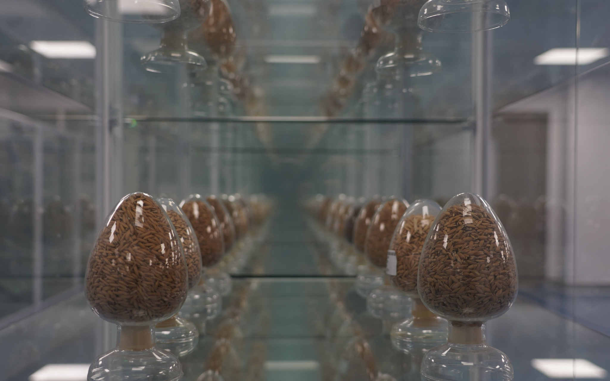 国家作物种质库中展示的种子.新京报记者 王方杰&nbsp;摄