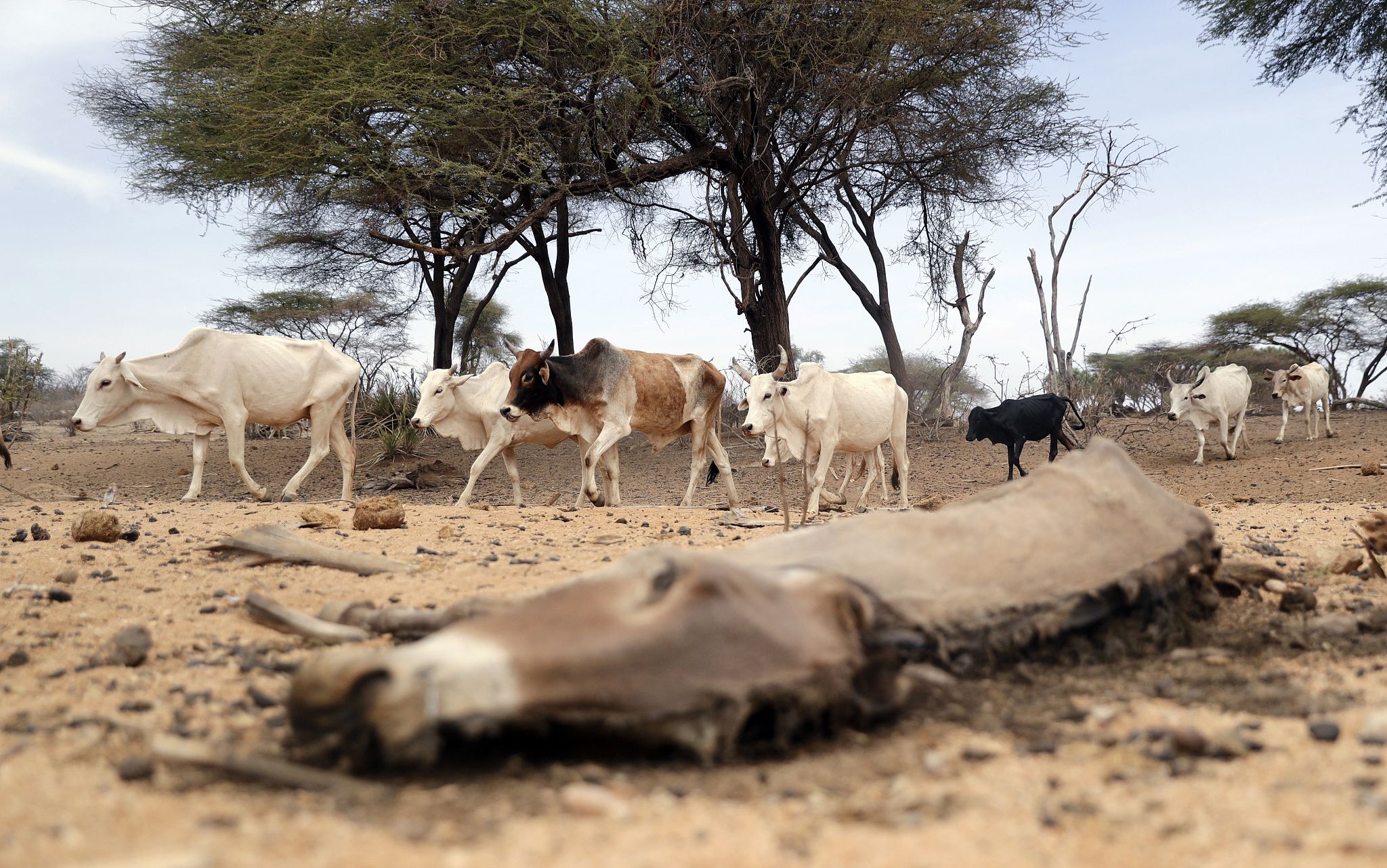 图记|非洲之角连续六个雨季缺雨,导致近190万人流离失所|索马里_新浪