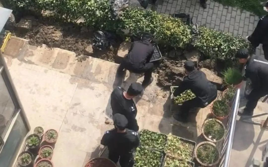 上海一老人自家院子种菜被暴力清理？事实查清，多方回应休闲区蓝鸢梦想 - Www.slyday.coM
