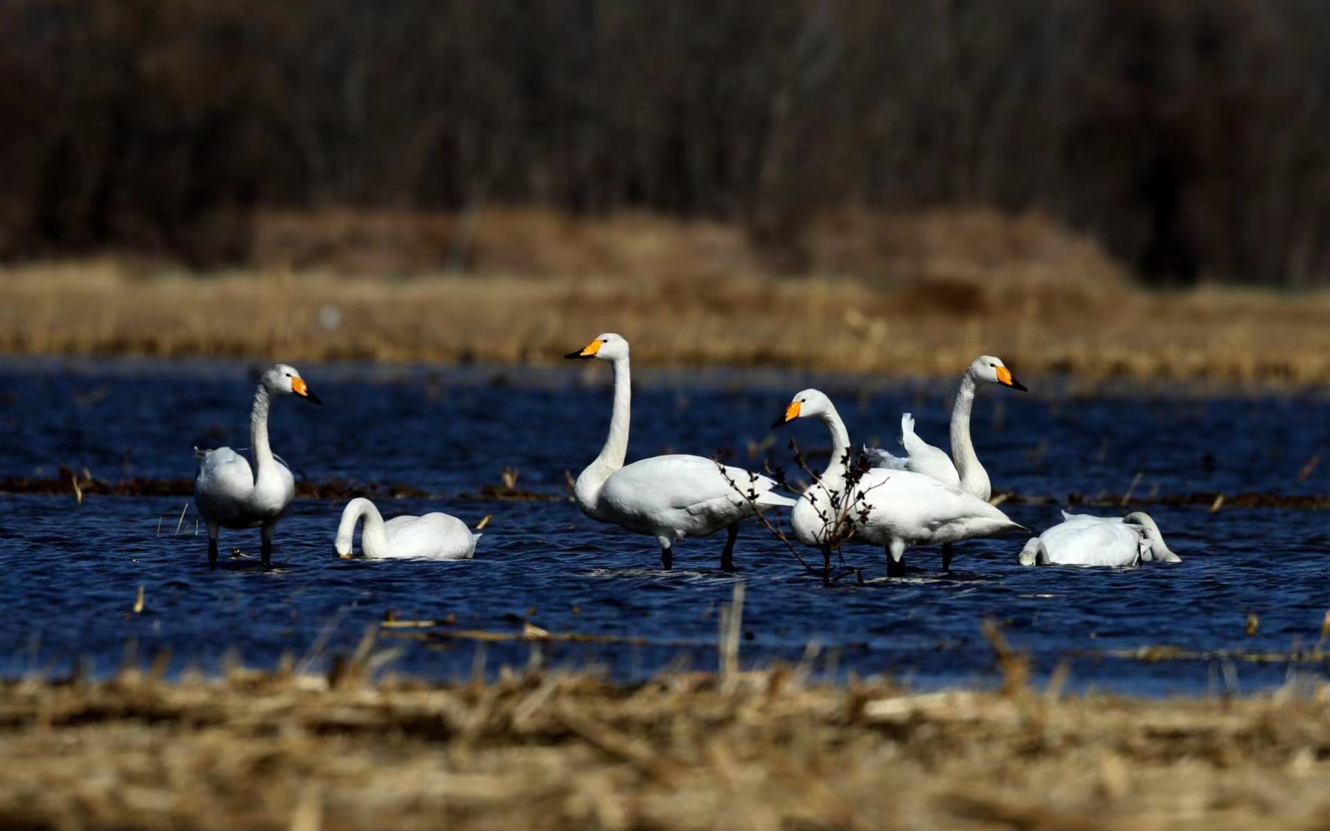天鹅在野鸭湖中转休息.方春 摄
