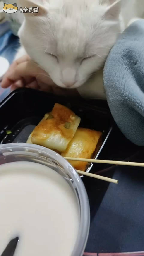 装睡想偷吃的小猪咪|猪_新浪新闻