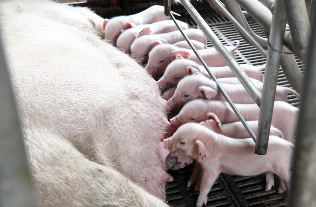 全国唯一白色地方种,浦东白猪还吃得到吗?|上海市_新浪财经_新浪网