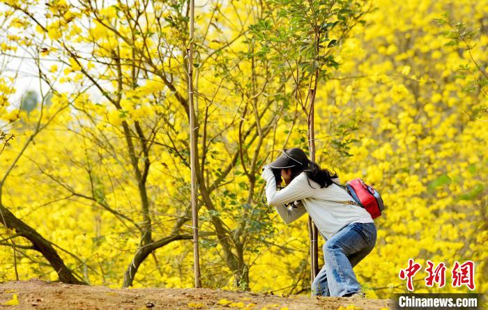 广西玉林黄花风铃木迎春绽放 “黄金花海”引游人__财经头条