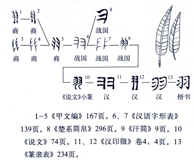 《说文解字》第685课：诗经“燕燕于飞，差池其羽”中羽字何义