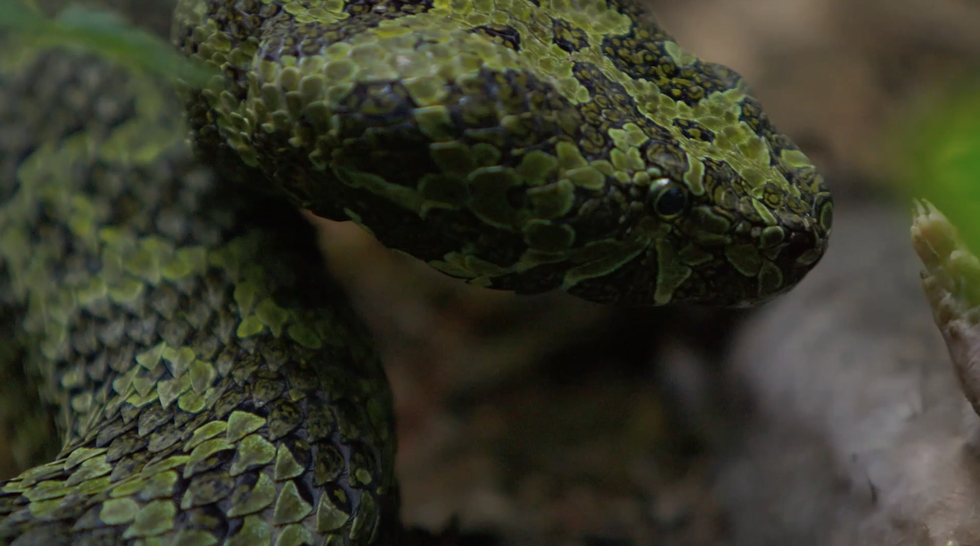 探秘莽山原矛头蝮|中国_新浪新闻