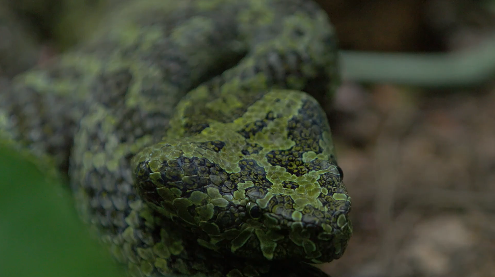 探秘莽山原矛头蝮|中国_新浪新闻