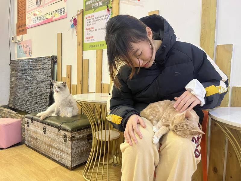 消费观察|烟台猫咖人气火爆 年轻人最爱来“解压”