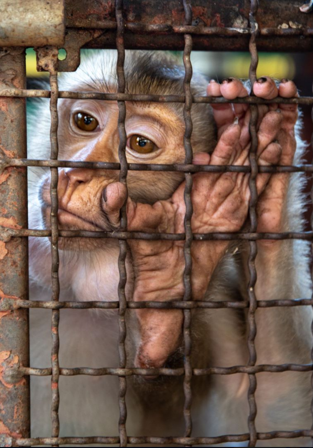 世界动保协会:多家旅游企业仍销售对野生动物造成伤害的旅游活动|郑钰