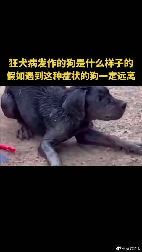 一直狂犬病发作的狗
