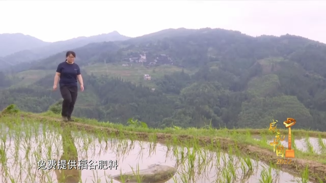 感动中国丨杨宁:不怕弯多山高 只盼家乡更好|杨宁|感动中国_新浪新闻