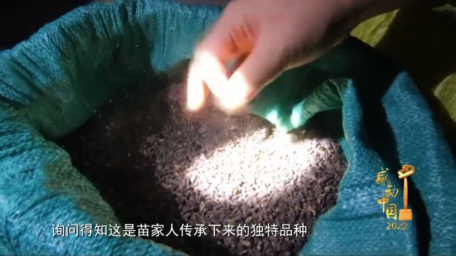 感动中国丨杨宁:不怕弯多山高 只盼家乡更好|杨宁|感动中国_新浪新闻