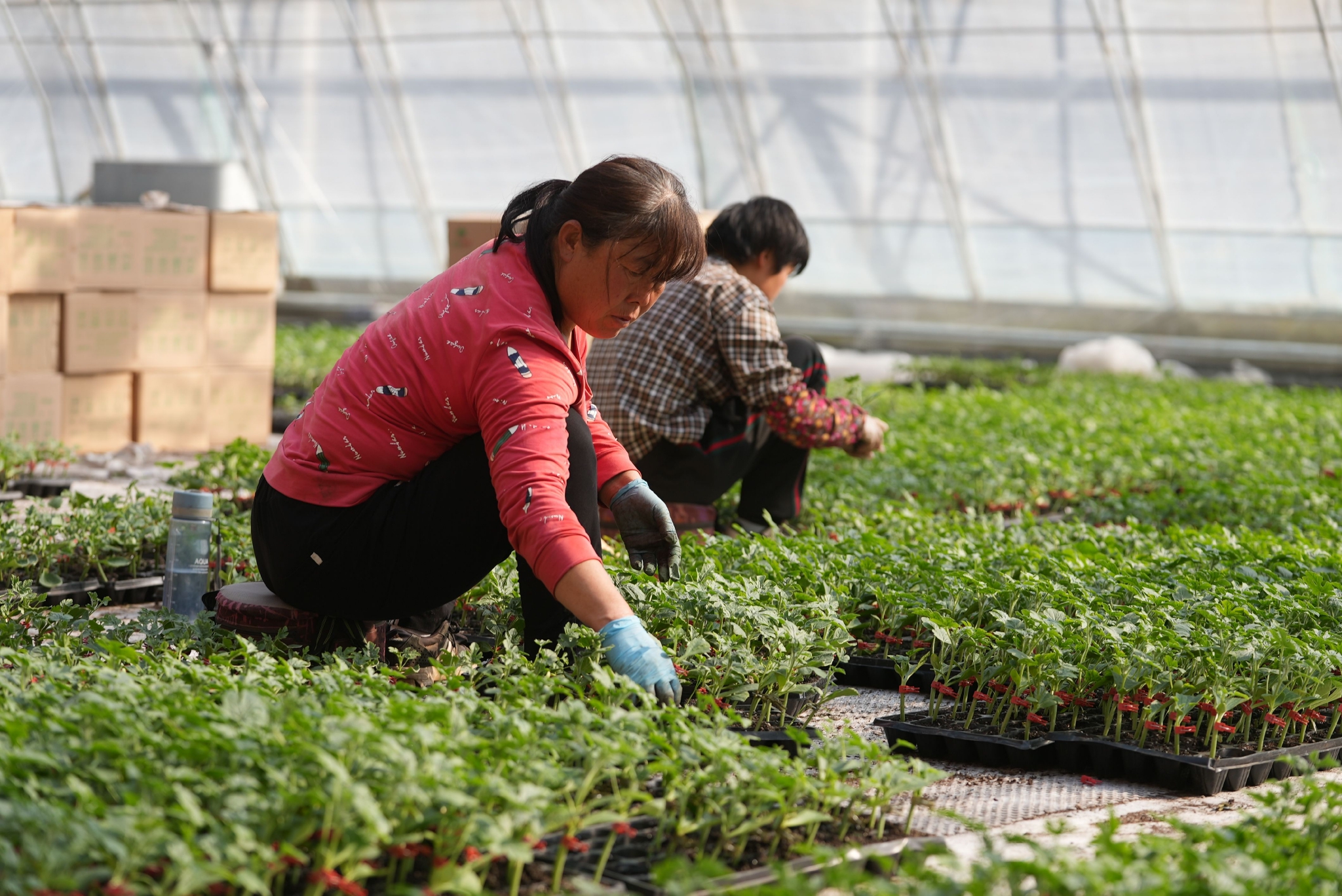 花卉网站seo优化团队