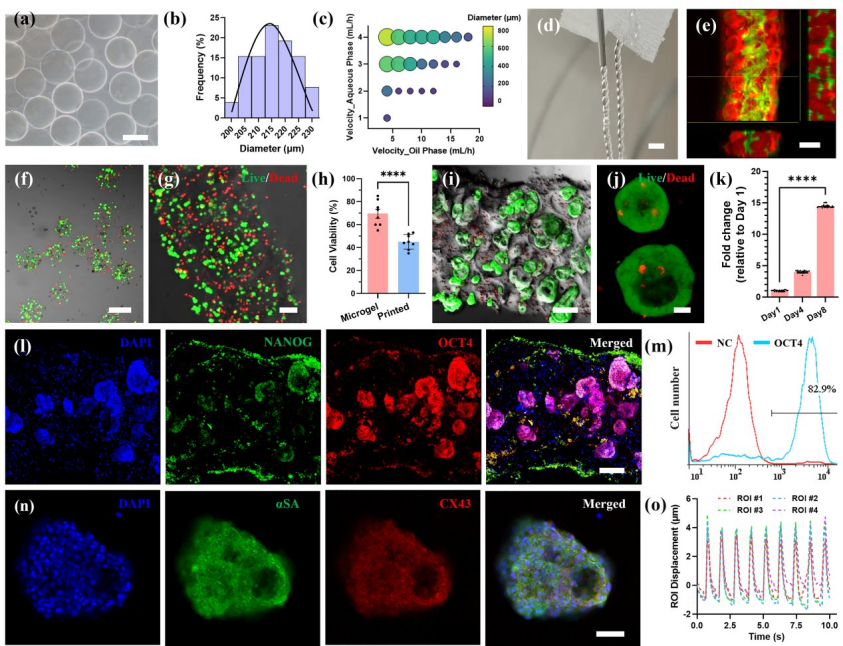图丨载细胞 MB 生物墨水的表征和生物 3D 打印（来源：Advanced Materials）