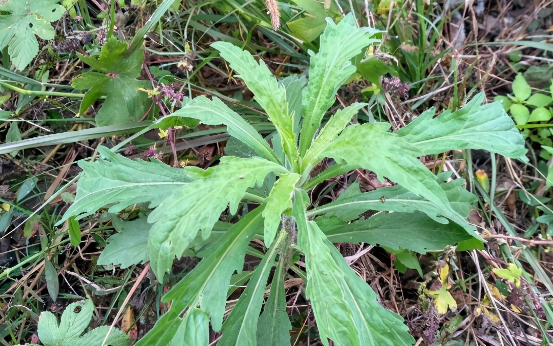 农村人人讨厌的小蓬草,老人称为“蚊子克星”,认识不吃亏|蚊子|克星|植物_新浪新闻