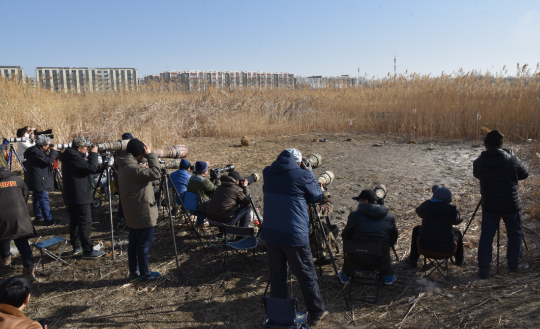 琉璃河湿地公园的鸟类吸引来不少摄影爱好者。毛林摄