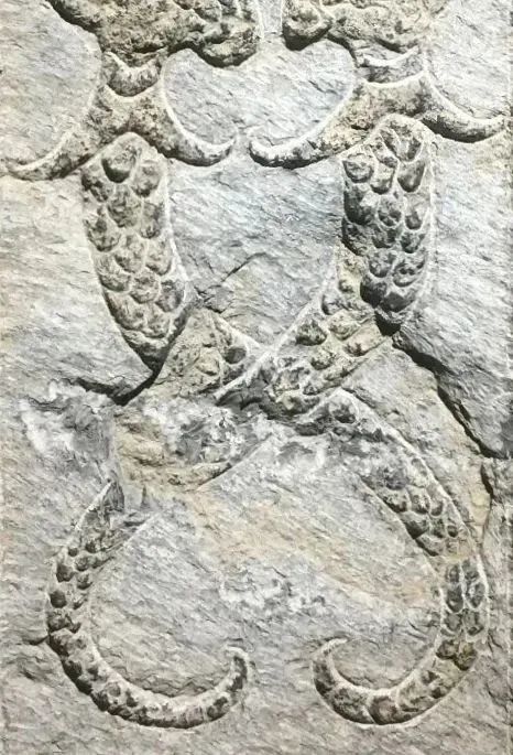 圖7：漢畫雙龍交尾及龍穴圖&nbsp;[淮北博物館藏，筆者攝於2018年7月14日]