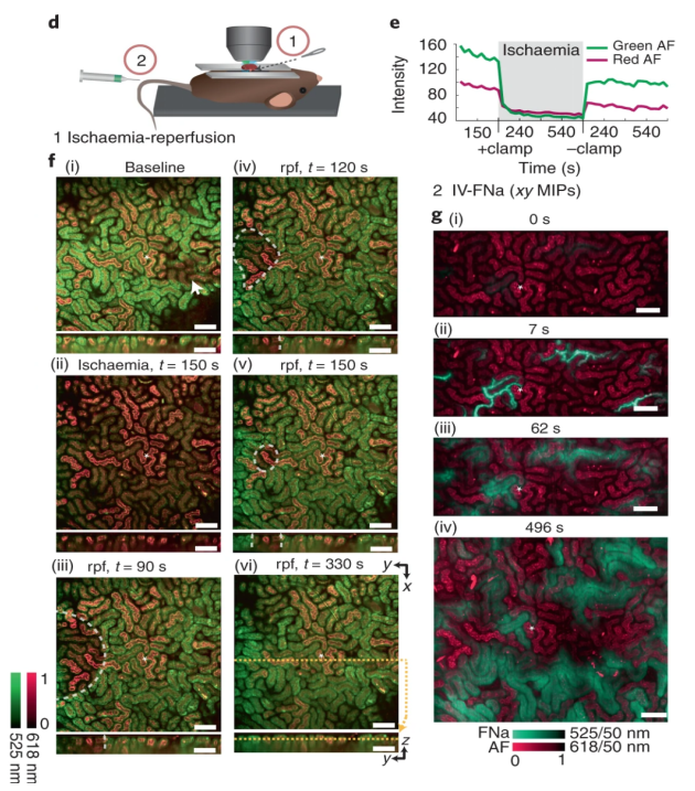 图丨小鼠大脑和肾脏的体内功能成像（来源：Nature Biomedical Engineering）