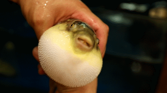 千万别吃!有剧毒!最近的河豚新鲜肥美?