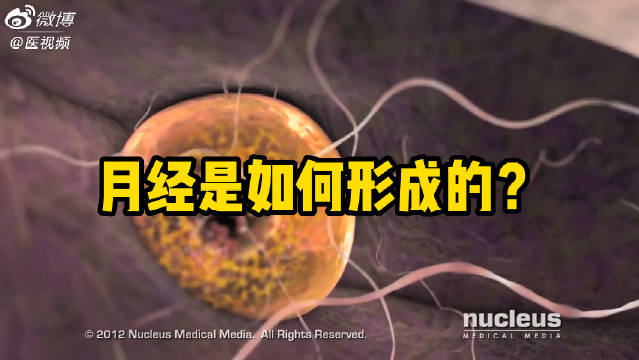 月经是如何形成的？|月经|子宫_新浪新闻