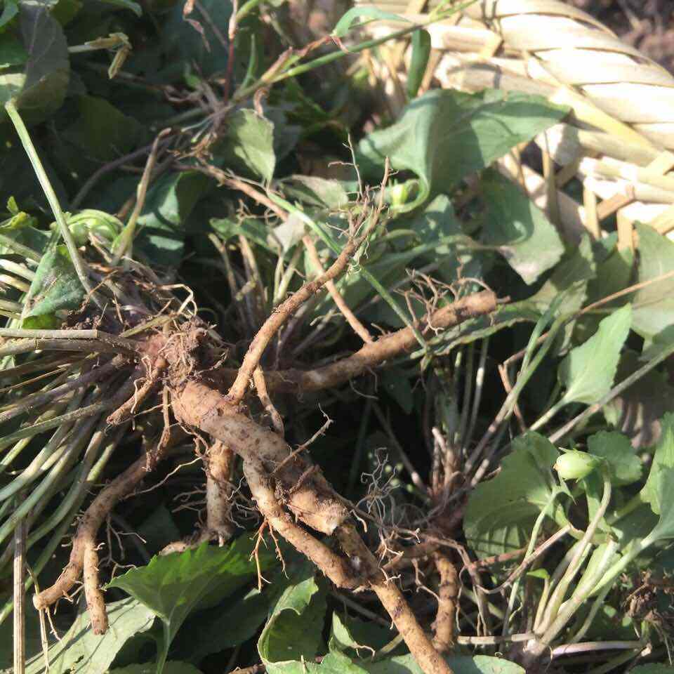 叶子像犁头，人称犁头草，紫花地丁，是老人眼中的毒蛇克星植物|草药|犁头|植物_新浪新闻