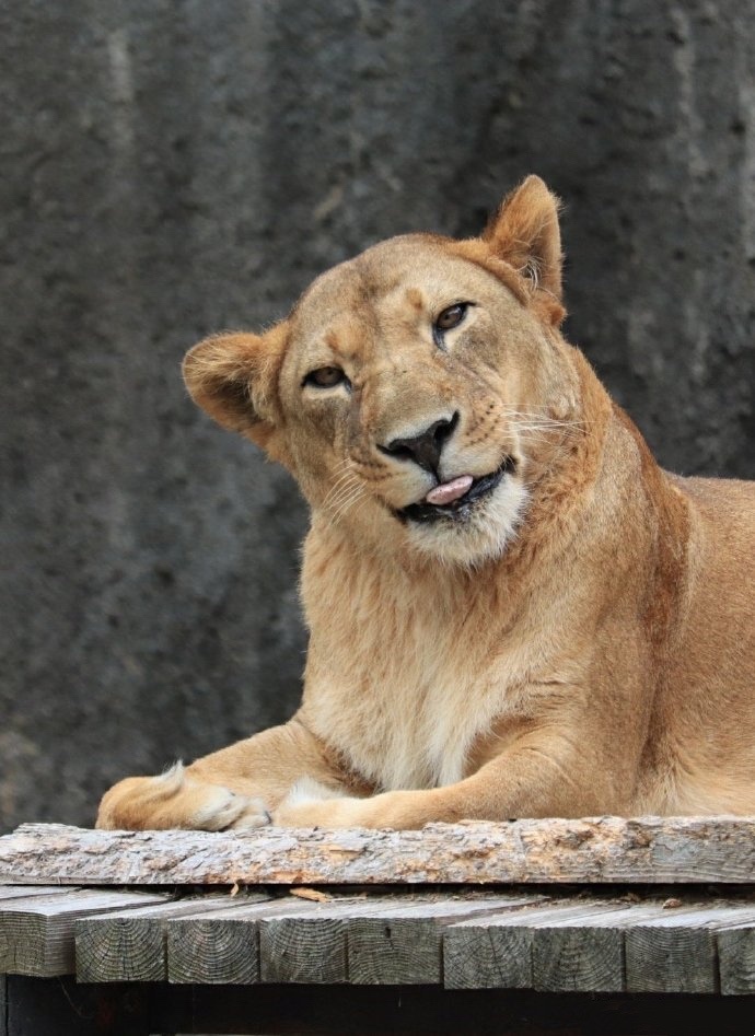 在动物园拍到了狮子淑女般的微笑 推荐关注|驴|狮子_新浪新闻