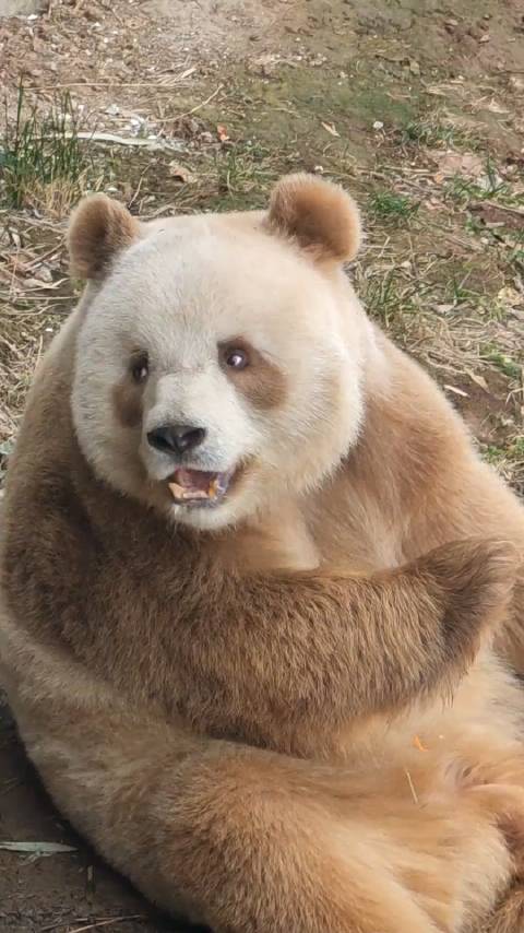 这是生活在秦岭的大熊猫七仔可可爱爱还是家里好啊