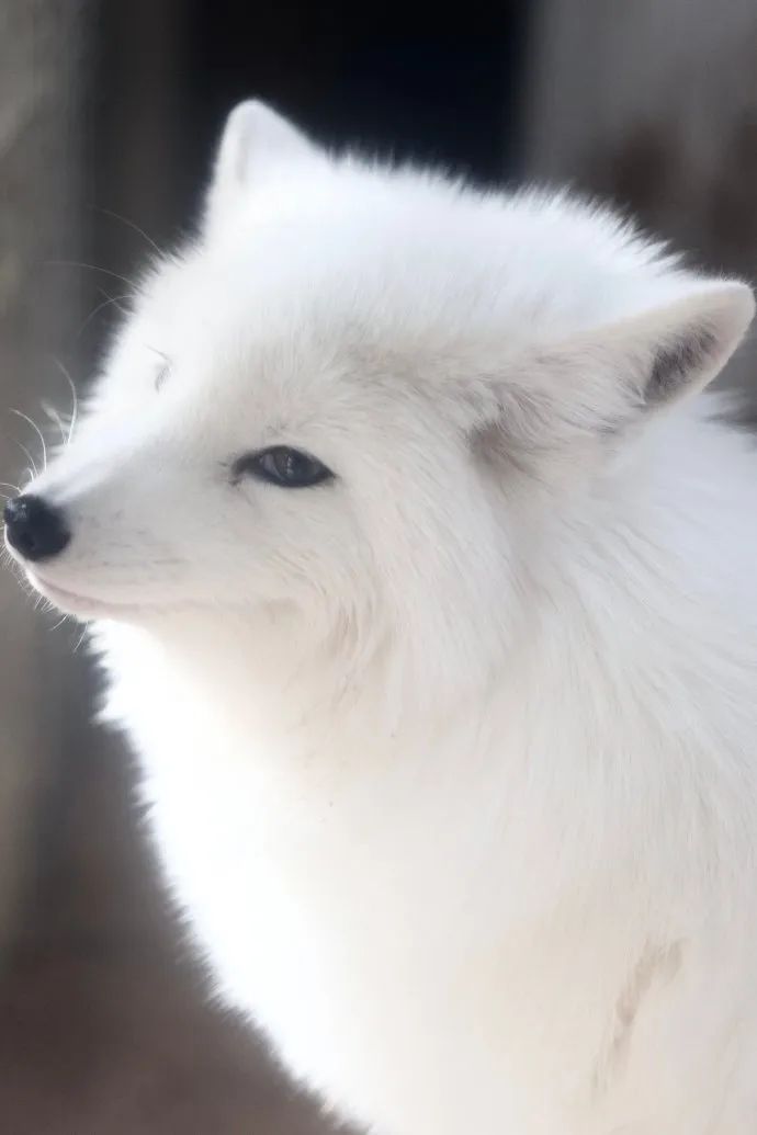 这谁看了不迷糊|白狐|臣妾_新浪新闻