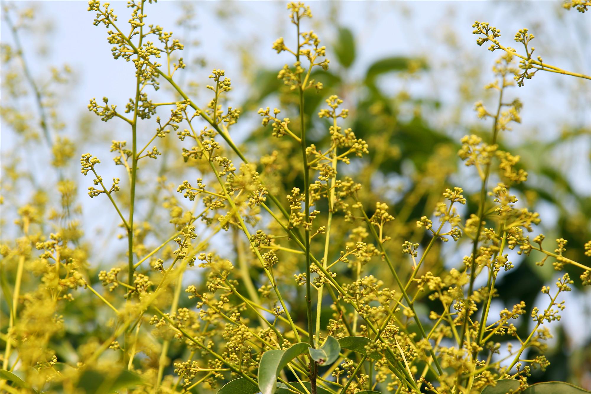 东莞:春景兆丰年,荔枝花满枝